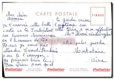 Prunula — fiori gialli — editore Pelletier, numero di serie non visibile — Verso