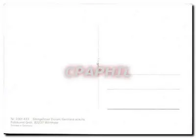 Gentiane acaulis — niebieskie kwiaty na górze — Fotokunst Groh, 82237 Wörthsee — Rewers