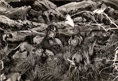 Grupo de Leões - Antílope — Museu de História Natural do Duque de Orleães — Edições E.T.A.P. Paris