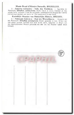 Esqueleto de mamute — Museu Real de História Natural, Bruxelas — Série 3 — Verso