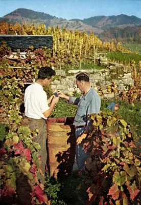Colheita de uvas em Montreux — Montreux — Edições do Turismo de Montreux