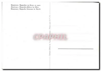 Montreux; Magnolie in fiore a marzo — Edizioni del Turismo Montreux, n° T. M. — Verso