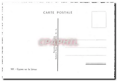 Łabędzie na Lacu Leżajskim — wyłączna reprodukcja — Foto Visinbons H.-S. — Rewers