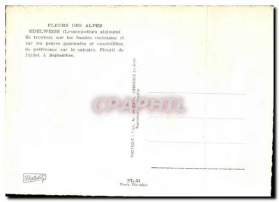 Edelweiss — Flores das Alpes — Photodit, FL-34 — Verso