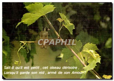 Oiseau dans un vignoble — poème sur l'amour — Collection 'AS de COEUR' n°61