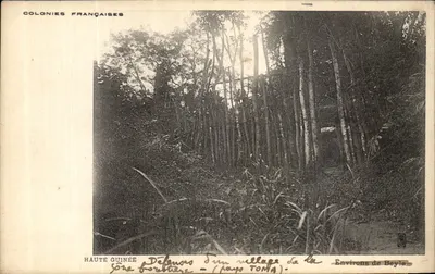 Zona florestal - (país TONIA) — Arredores de Beyla — Guiné Alta