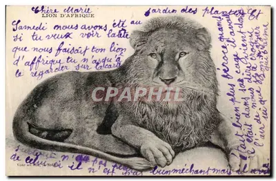 Leão da África — Nota zoológica — F. Barou, Paris