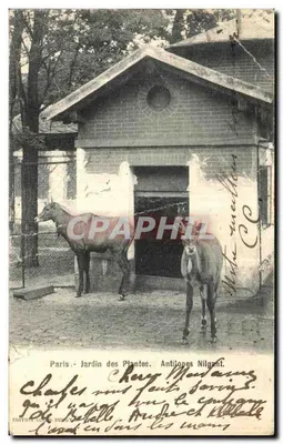 Paris - Jardin des Plantes. Nilgant Antilopları. - Louis Burguet Editörü