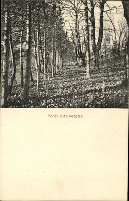 Foresta d'Avvergne — vista di foresta in inverno — senza editore né numero visibile