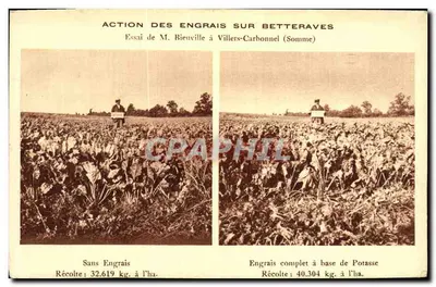 Bilhete postal antigo Ação dos Fertilizantes em Beterrabas Villers Carbonnel