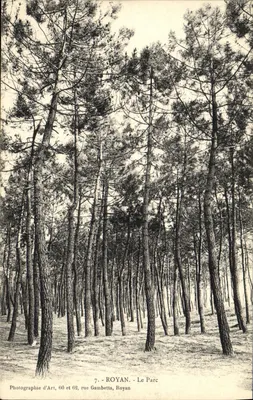 Royan - Le Parc — Forêt de pins — Photographie d'Art, 60 et 62, rue Gambetta, Royan