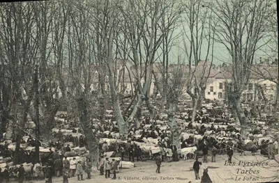 Bilhete postal antigo Tarbes Le Forail Vaches Boeufs Marche TOP