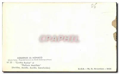 Ascídeas — 'Cynthia Rustica' e 'Phallusia Mamillata' — S.I.C.A. - 98, Av. St-Lambert - NICE — Verso
