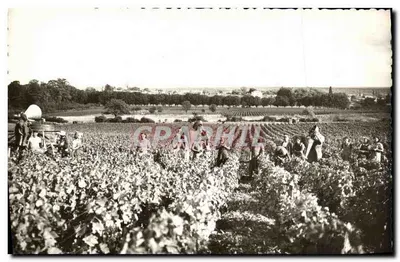 Colheita em Givry — Sury — Imprensa Boucher - Chalon-sur-Saône