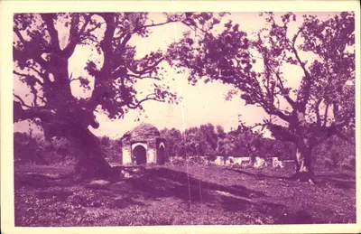Tlemcen — Bosque dos Oliveiras e túmulos — SPBA