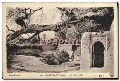 Taroudant (Marrocos) — Uma árvore derrubada — Photo Mandrin, n° 1465