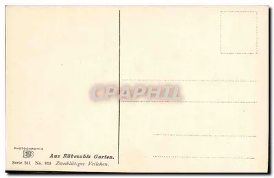 Ogród Rübezahl — Dwie kwiaty fioletu — Photochromie, seria 511, nr 813 — Rewers
