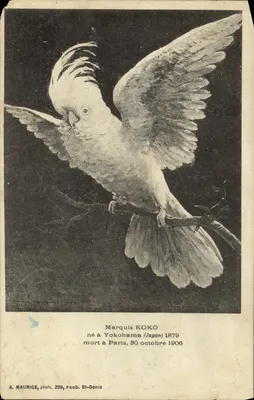 Marquis Koko — perroquet blanc en vol — A. MAURICE, photo, 209, Faub. St-Denis