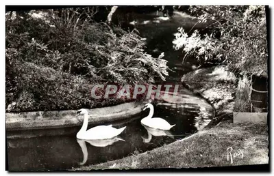 Os Cisnes no Jardim dos Plantas — Rennes — editor F. Chapeau, n°94