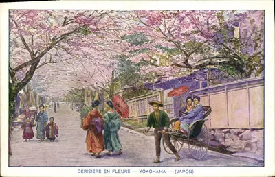 Cerejeiras em flor — Yokohama — (Japão)