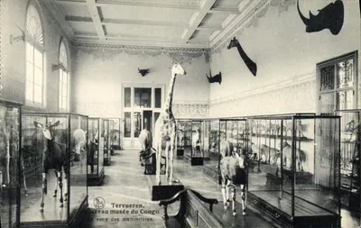 Sala dos mamíferos — Novo museu do Congo — Tervueren