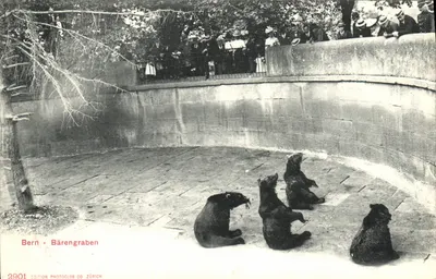 Bern - Bärengraben — zoológico com três ursos — Edição Photoclob Co Zürich n°2901