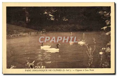 Parque Zoológico de Clères (Sul-Inferior) — Cignos de Pescoço Preto