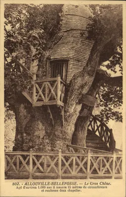 Allouville-Bellefosse — O Grande Carvalho — Maison Delamare, Yvetot
