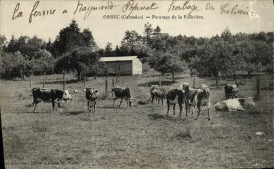 Pâturage de la Folletière — Orbec (Calvados) — Editor: H. e G. Wallo