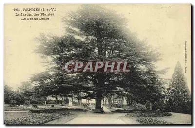 Rennes (Ille-et-Vilaine) — Ogród Botaniczny, Duży Cedr — Fototypia Vassellier