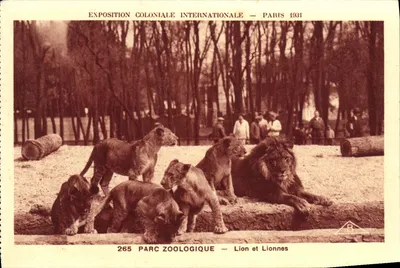 Parque Zoológico — Leão e Leões — Exposição Colonial Internacional — Paris 1931