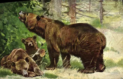 Urso na Floresta — H.K. & Co. M., Série 469, (6 Dess.)