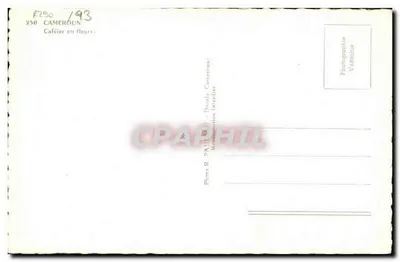 Kawiarnia w kwitnących kwiatach — Kamerun — Foto R. PAUL (Découle Cameroun) — Rewers