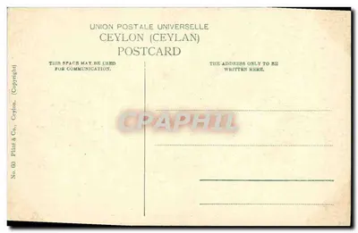 Ceylon — Elefanci w wannie — Plate & Co., Ceylon, n° 06338 — Rewers