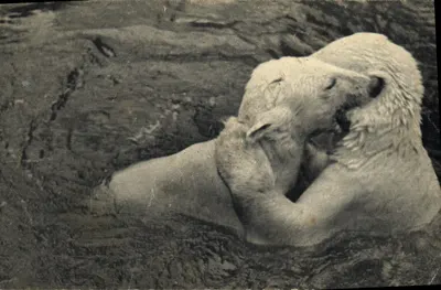 Urso-branco se divertindo no seu banho — Museu Nacional de História Natural, Parque Zoológico do Bois de Vincennes, Paris