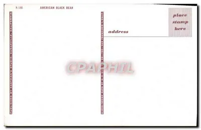 Bilhete postal moderno American Black Bear — Verso