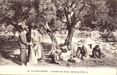 A Costa Azul — Colheita de Azeitonas — LL