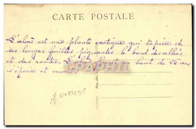 Hyères — Aloè in fiore, boulevard d'Orient — n°134 — Verso