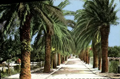 St-Cyr-les-Lecques — Avenida dos Palmeiros — Combiér 'CIM'