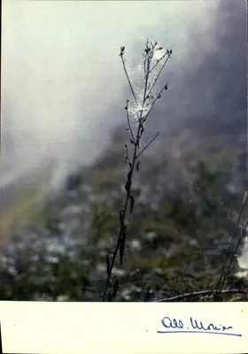Teia de aranha sobre planta — Albert Monier — série 1006