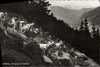 Genherde - Stado kóz — Photoglob-Wehrli & Voogas & Co. A.G., Zurych, nr 1260