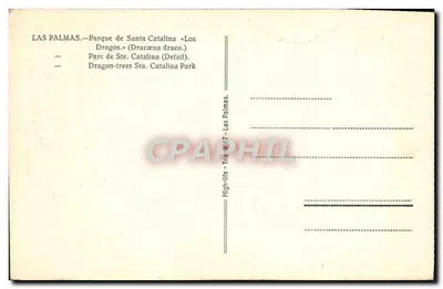Las Palmas — Park Santa Catalina — Drzewa-dragony (Dracæna draco) — Rewers