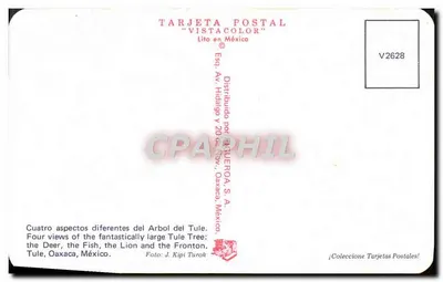 Árvore do Tule — O Frontão — V2628 — Carta Postal Vistacolor — Verso
