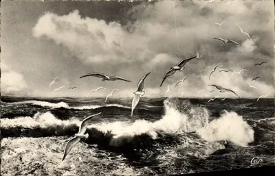 Voo de gaivotas sobre o mar — Granville — editor C.A.P. n° (55)