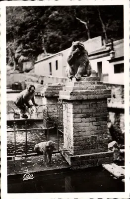 Blida - As Gorges da Chiffa no Hotel do Ruisseau dos Macacos — Réal-Photo, Paris