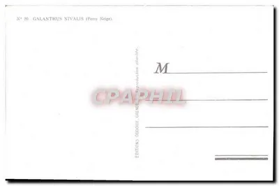 GALANTHUS NIVALIS (Nieve de primavera) — serie N° 20 — Ediciones Oddoux — Reverso