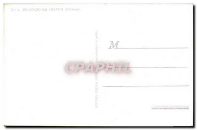 Colchique — Bulbocodium vernum — Edições Oudoux — Verso