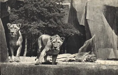 Leão e Leões em seu platô — Muséum national d'Histoire naturelle, Parc zoologique du Bois de Vincennes, Paris — n° 153