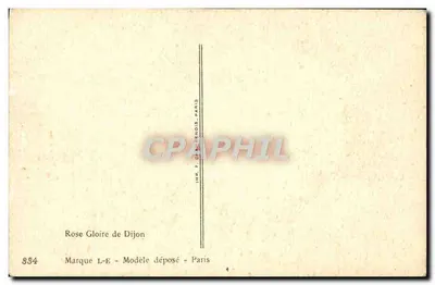 Róża Gloire de Dijon — ilustracja botaniczna — Alirillot — Rewers