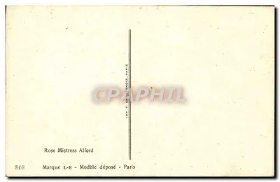 Rosas — ilustração de flores — Millob — Verso